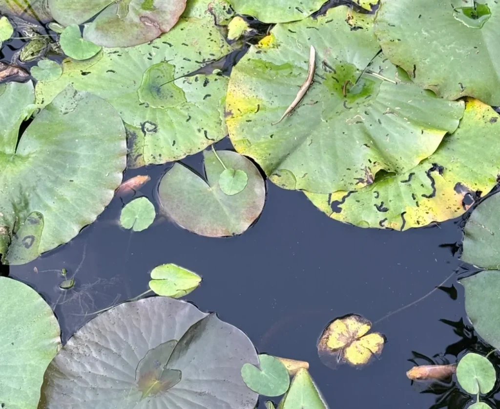 Frosch und Fische zwischen Seerosen und Wasserpflanzen im Teich des KERAMIKATUREN-Ateliers in Wegberg.